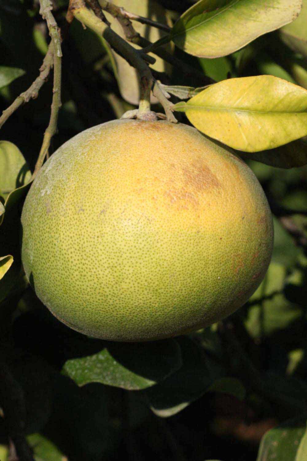            Fruit (Riverside, CA)   